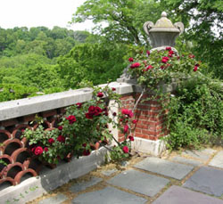 Fig.44, Roses at Dumbarton Oaks